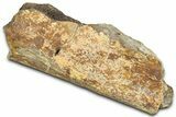 Fossil Dinosaur Bone Section - Wyoming #370981-1